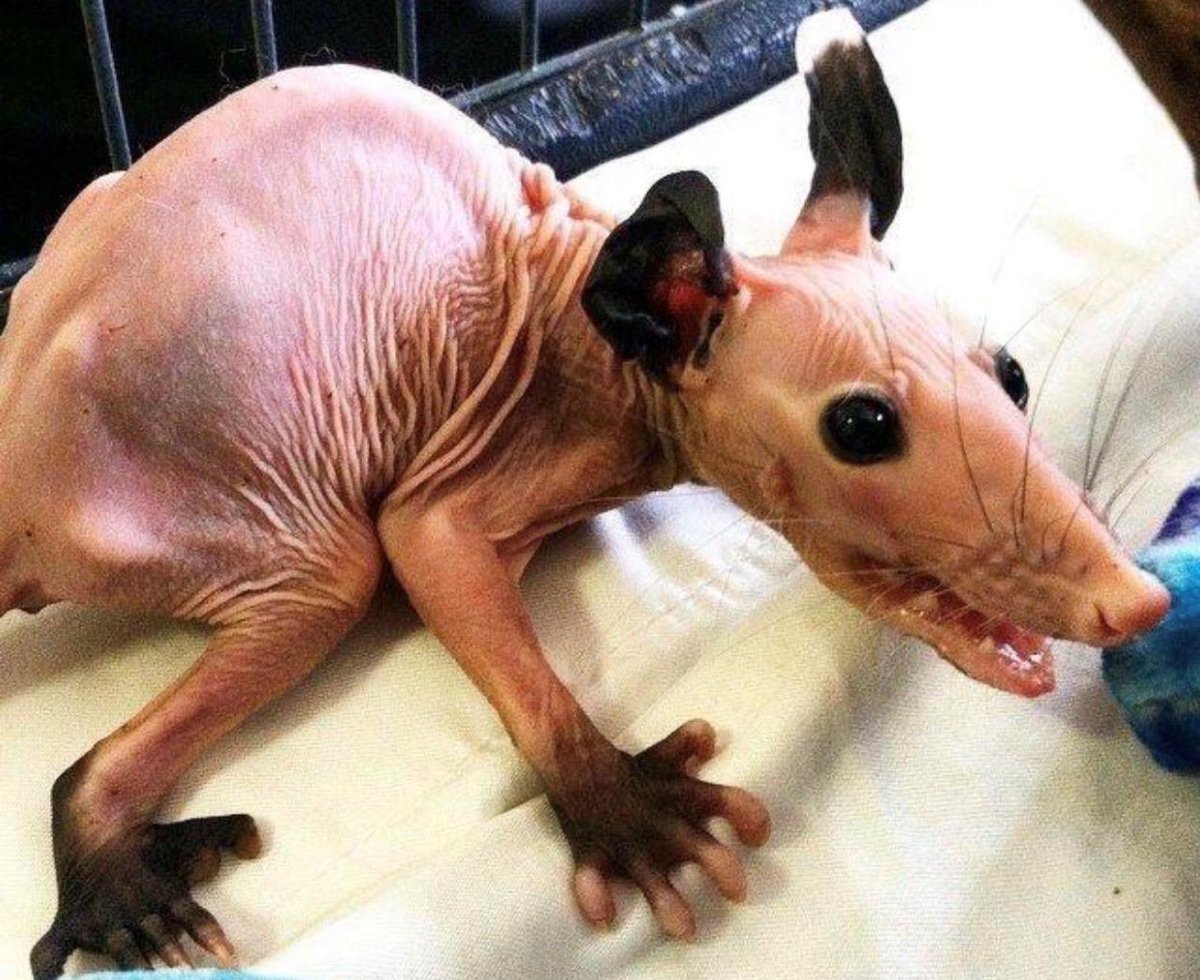 Черный петух мясо