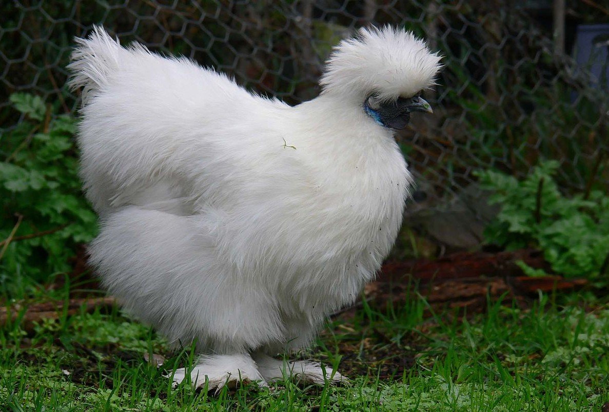 Коричневые куры