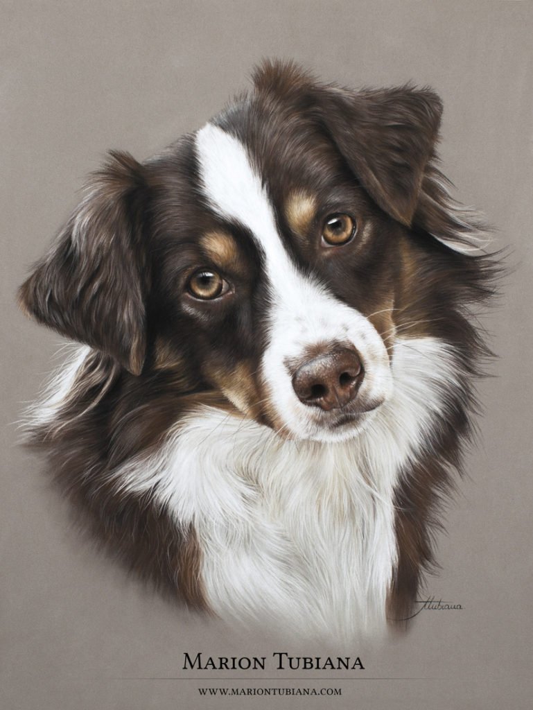 Бордер колли арт