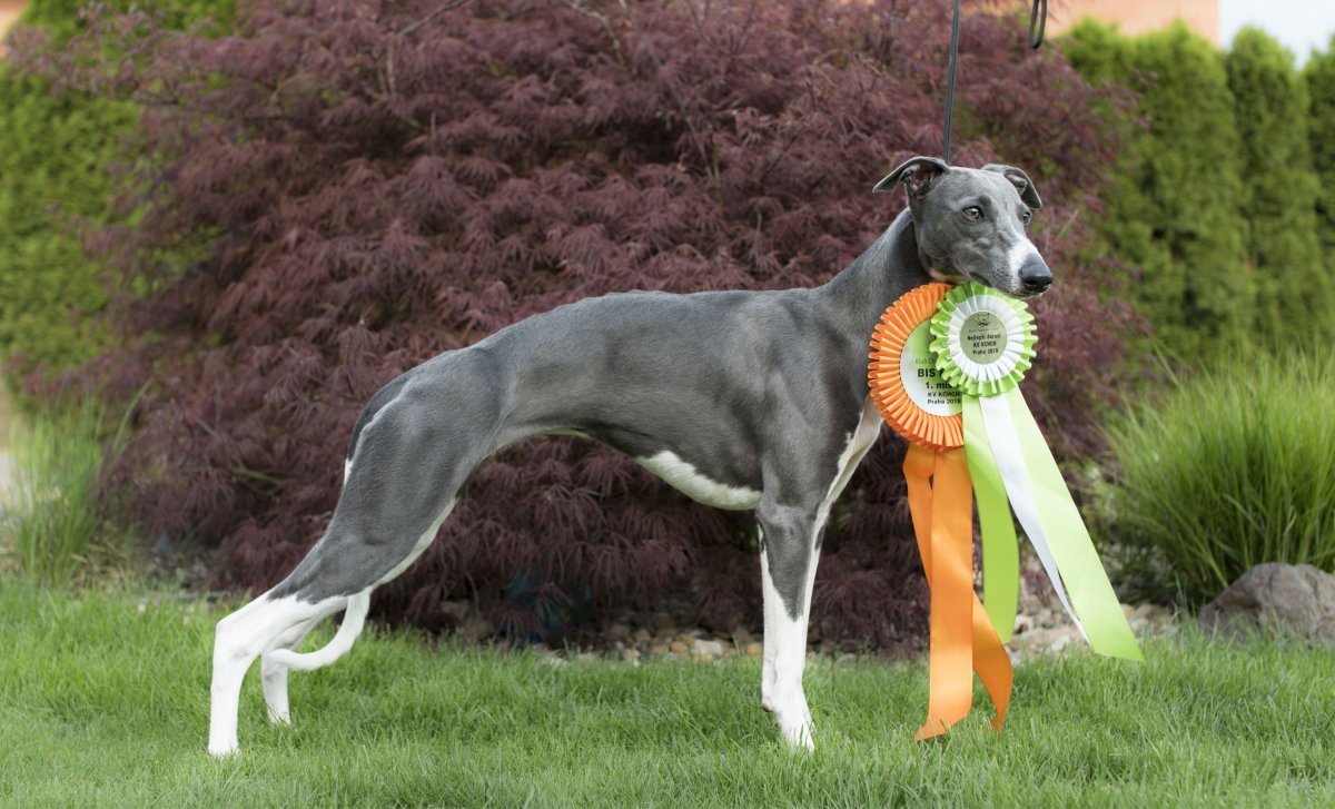 Порода собак Прыгунов