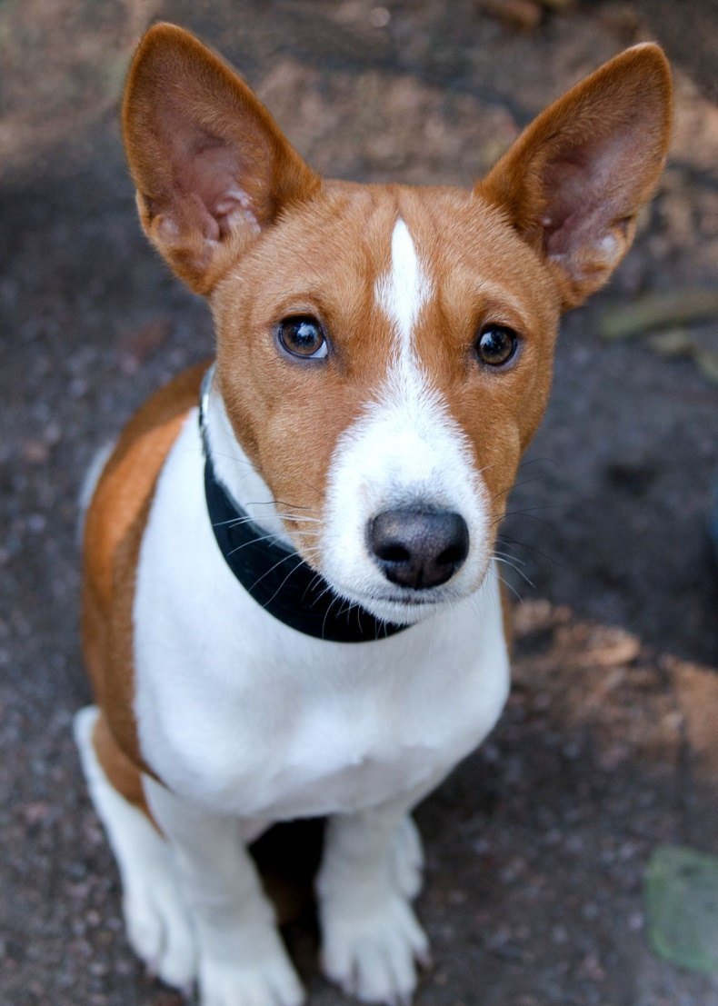 Басенджи Африканская нелающая