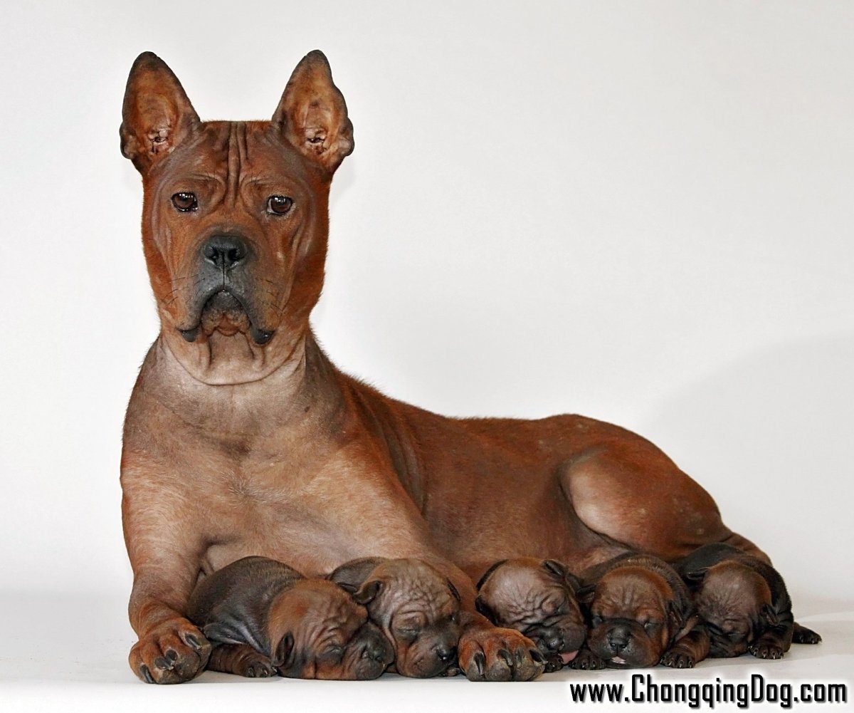 Китайский Чунцин