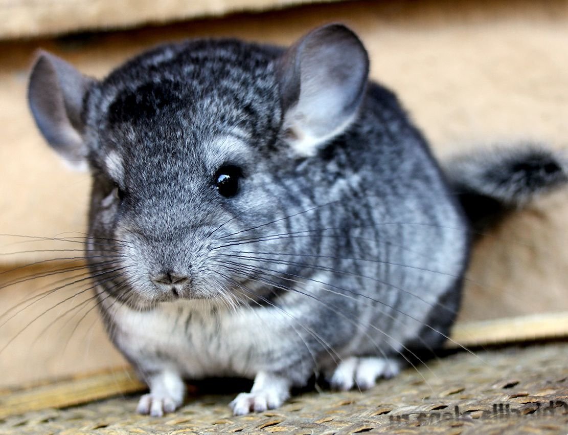 Шиншилла фото