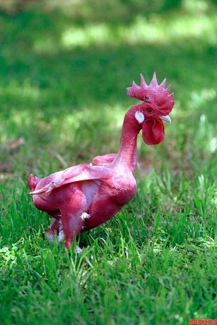Общипанный петух