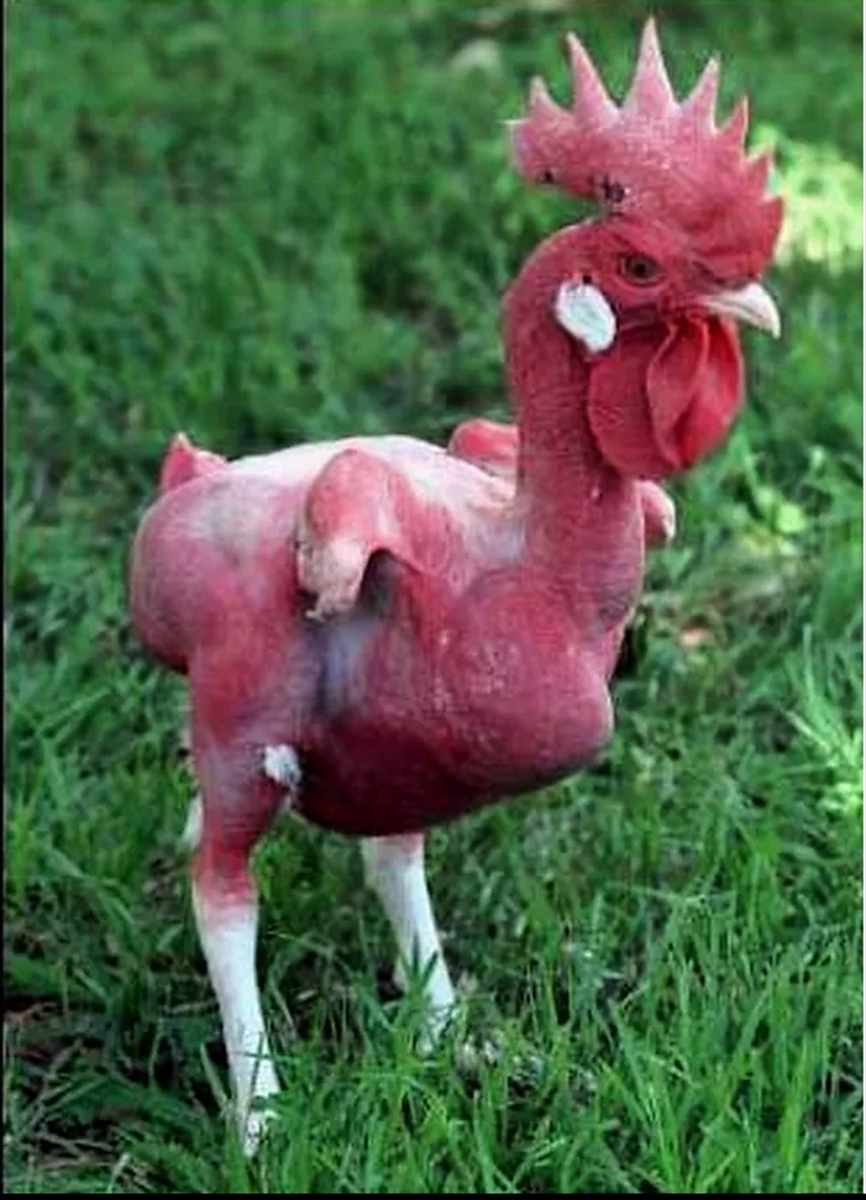 Живая общипанная курица