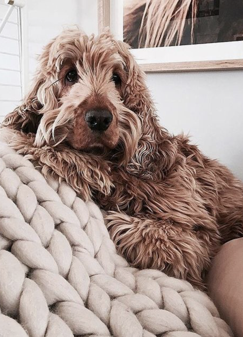 Хайбрид Энималс