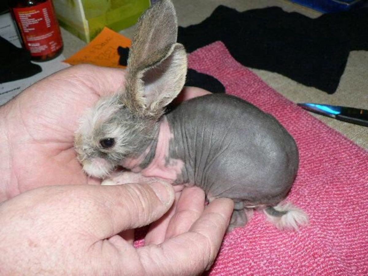 Кролики породы сфинкс