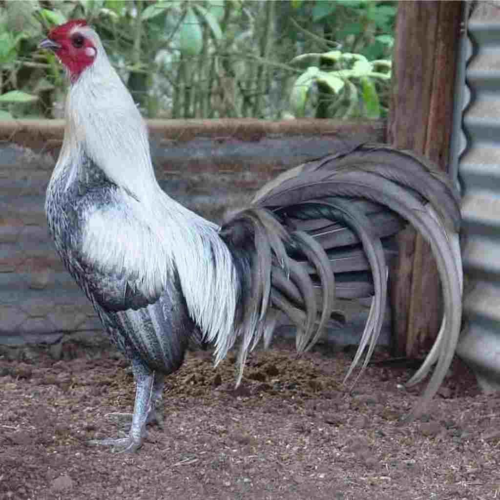 Jungle Fowl