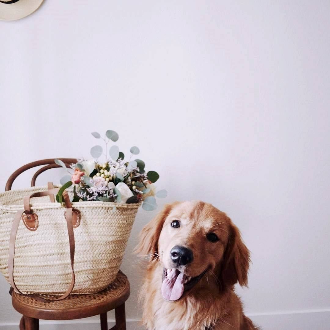 Порода шарпей