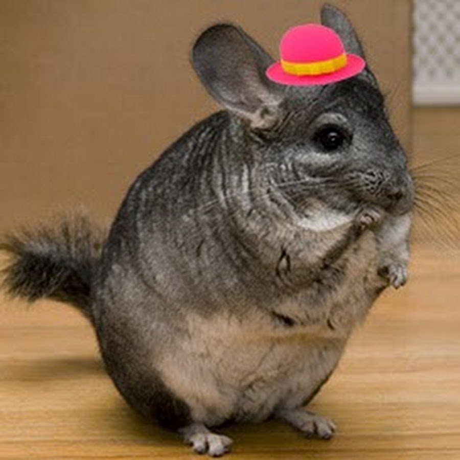 Шиншилла в коробке