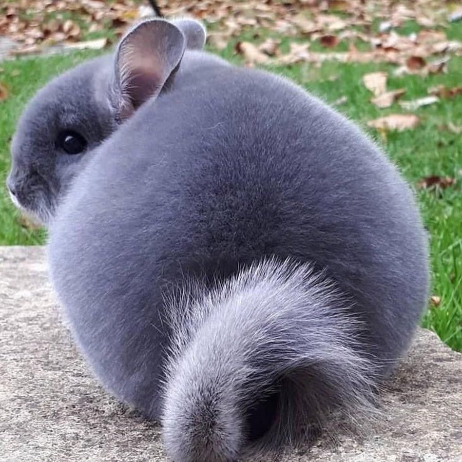 Шиншилла 23 см