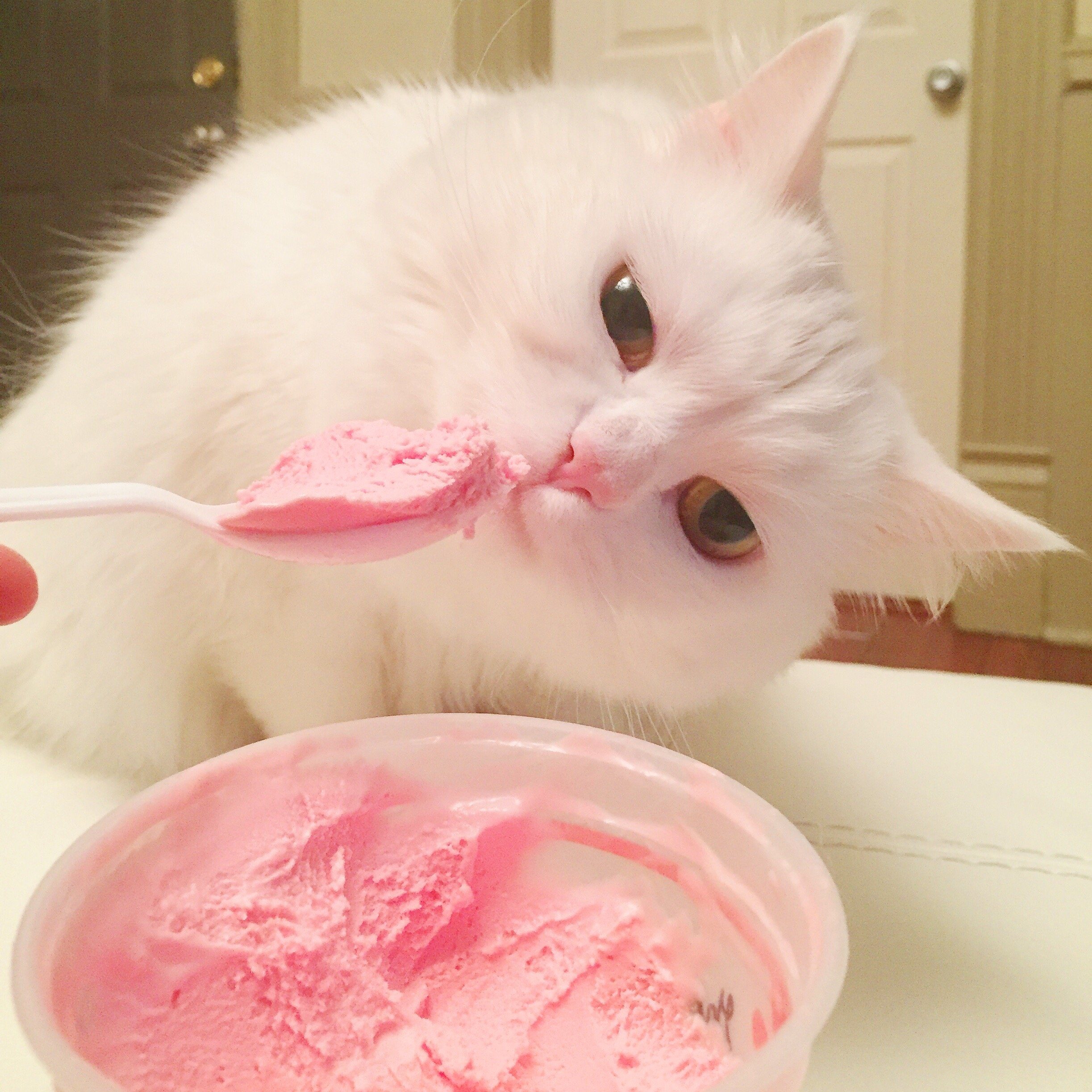 Можно киса. Котик с мороженым. Кошка мороженое. Котик кушает. Котенок мороженое.