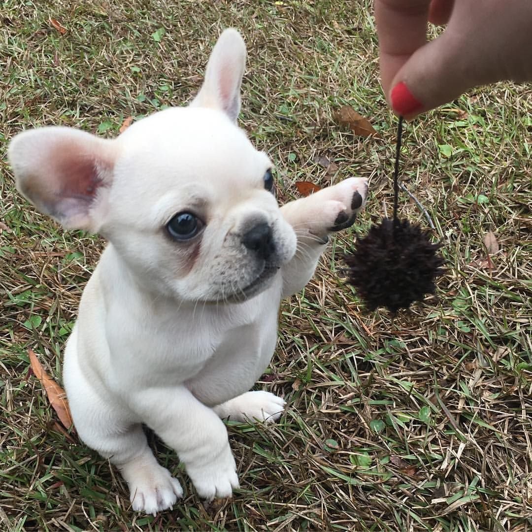 Микро французский бульдог