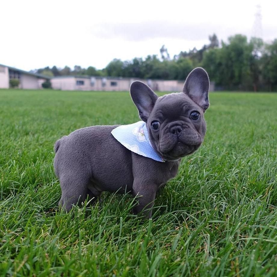 Мини бульдог французский карликовый