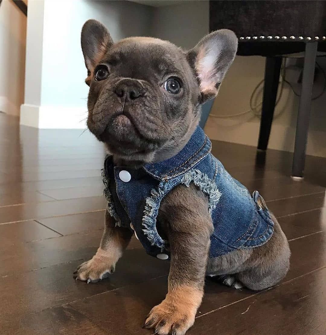 Карликовый французский бульдог