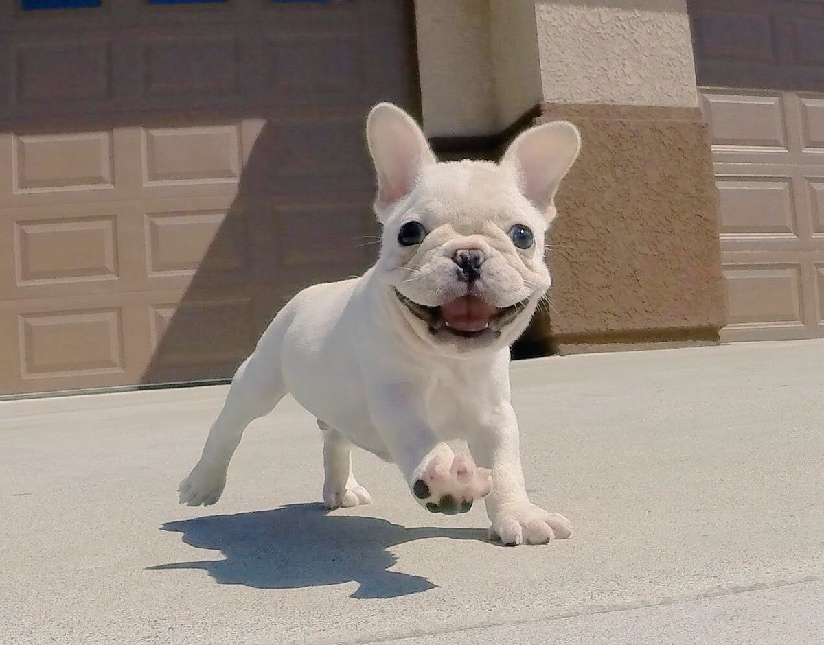 Французский бульдог Иды Галич