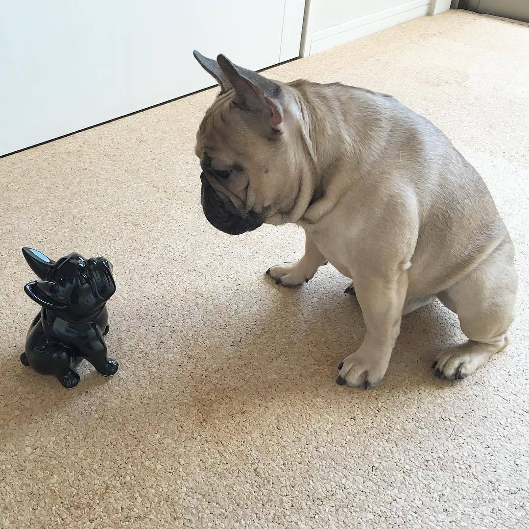 Лапа французского бульдога