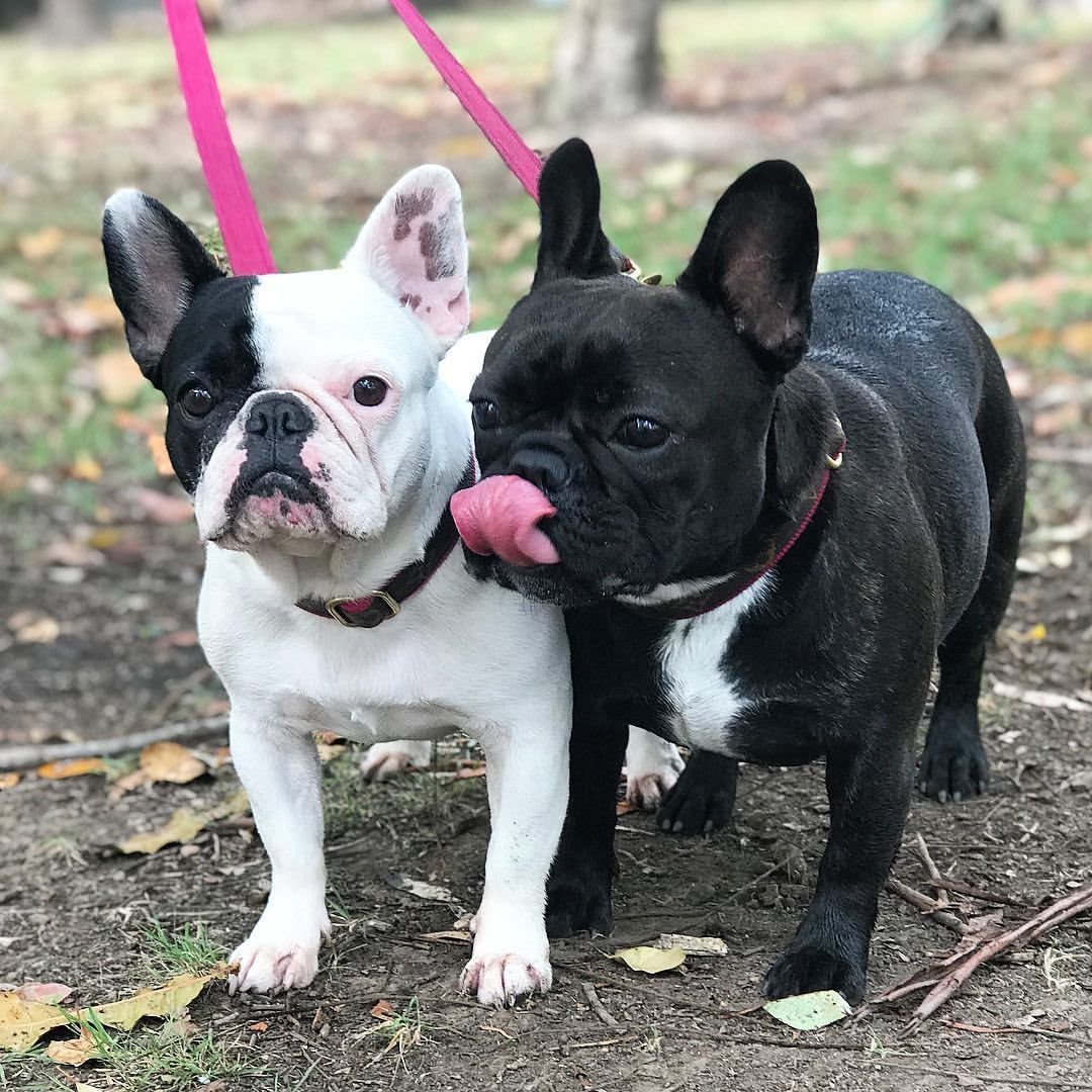 Французский бульдог щенок девочка