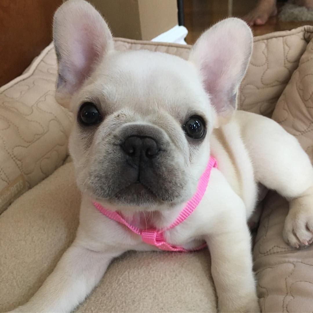 Лилак фавн французский бульдог