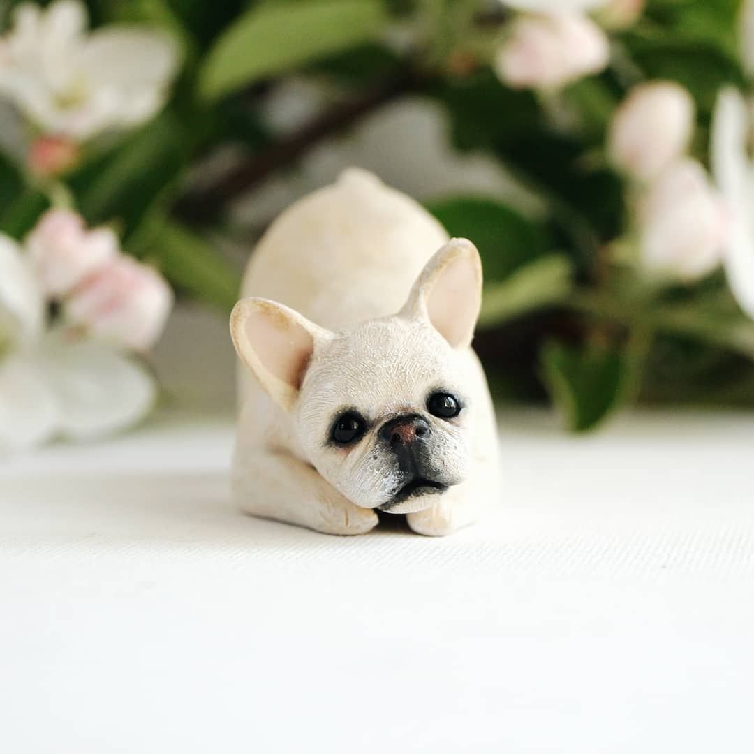 Французский бульдог по имени Декстер