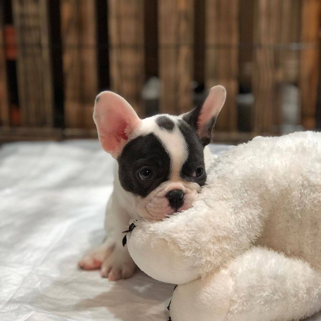 Мини бульдог французский карликовый