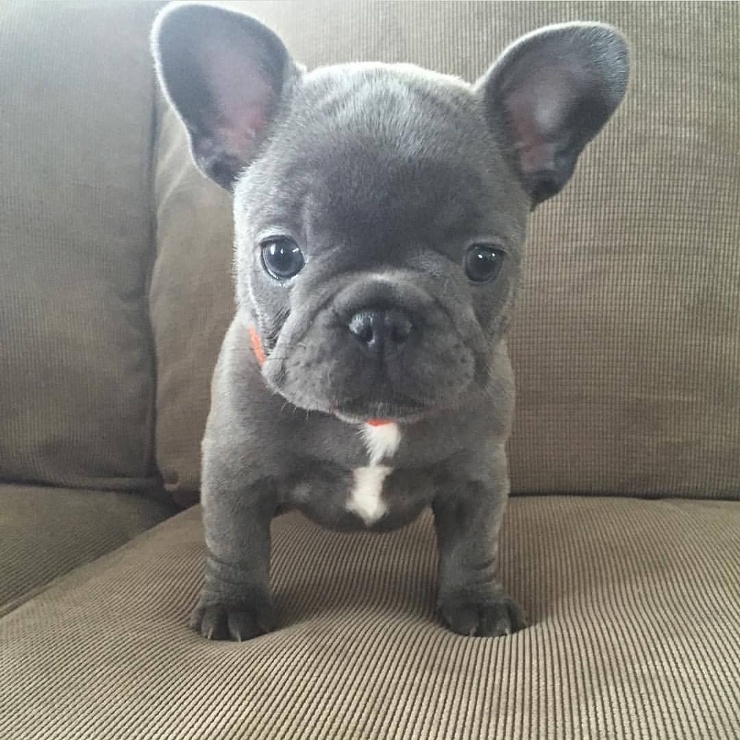 Одежда для французского бульдога