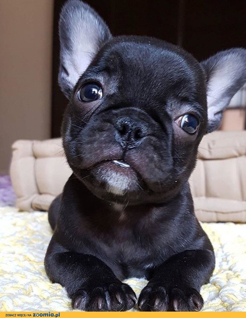 Девушка с бульдогом