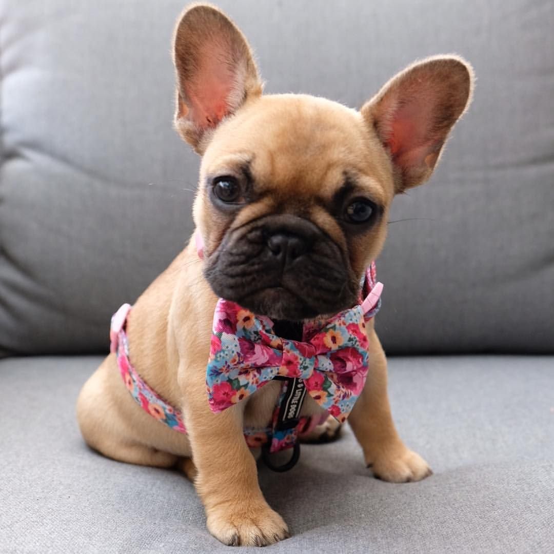 Французский бульдог щеночек