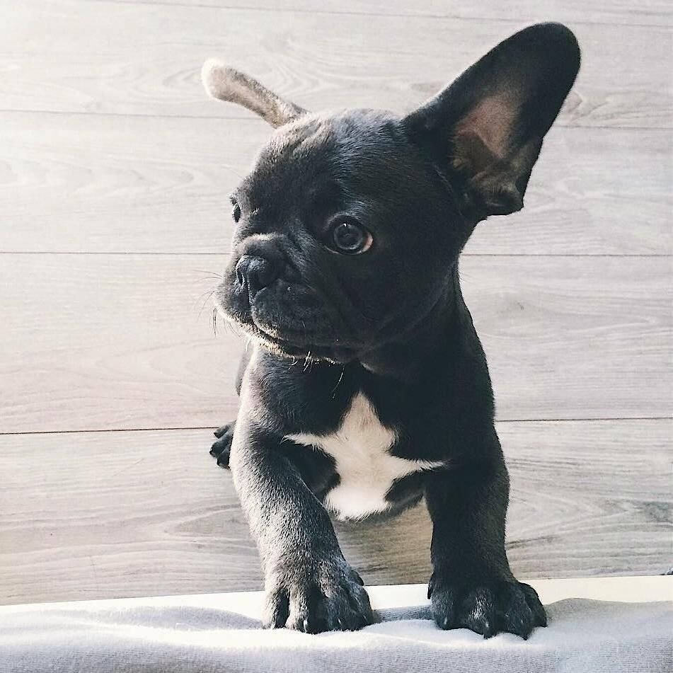 Французский бульдог