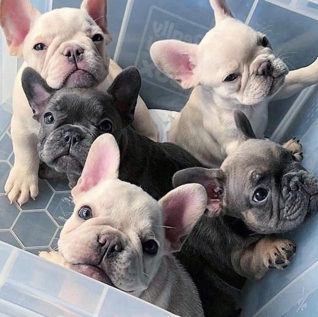 Французский бульдог щенок