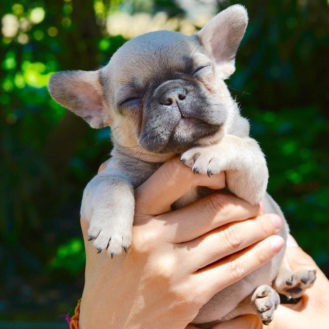 Новорождённые французские бульдоги