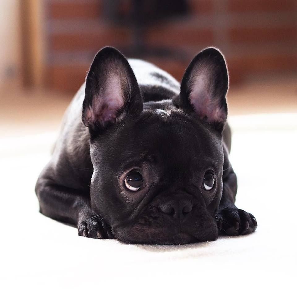 Французский бульдог Беби фейс