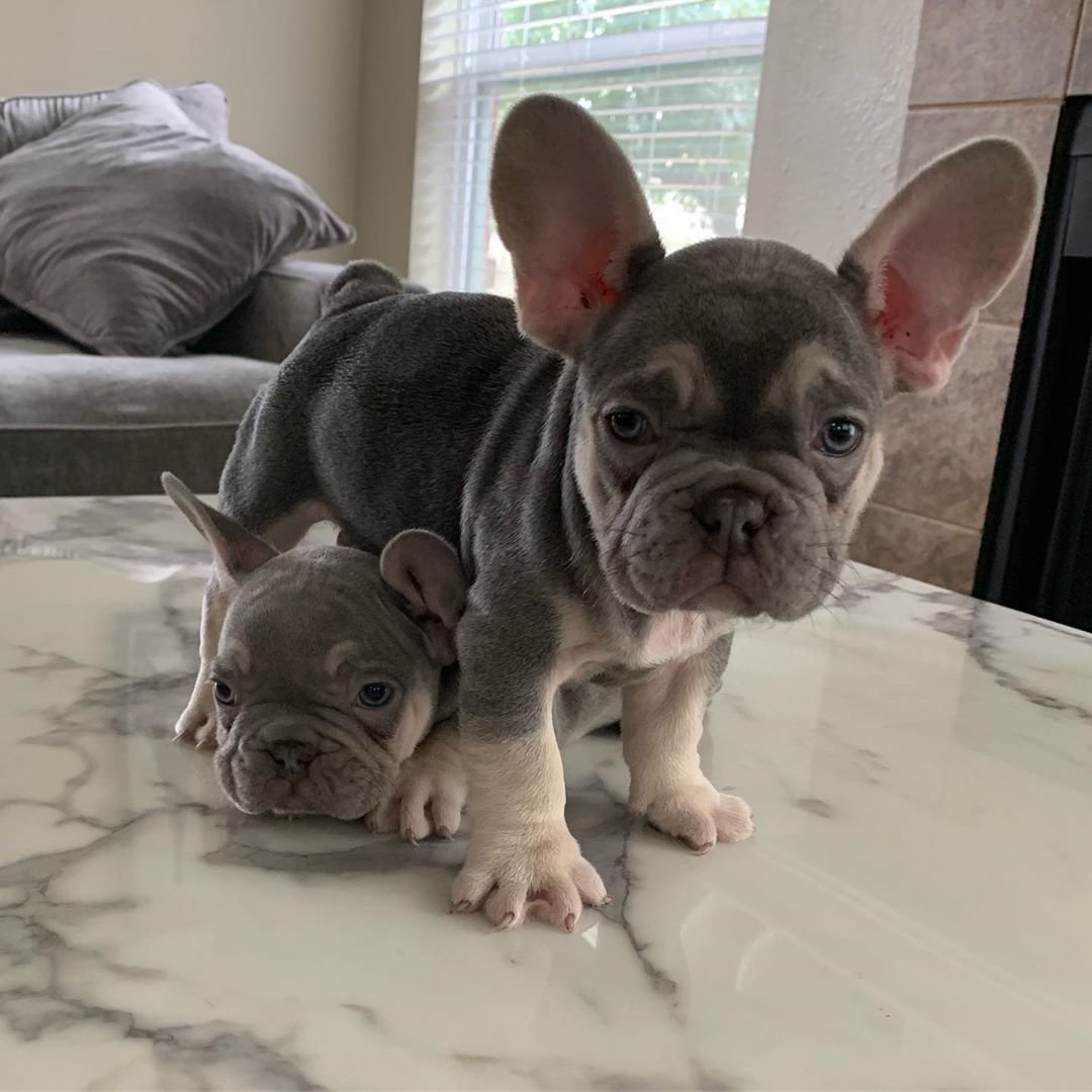 Французский бульдог палевый