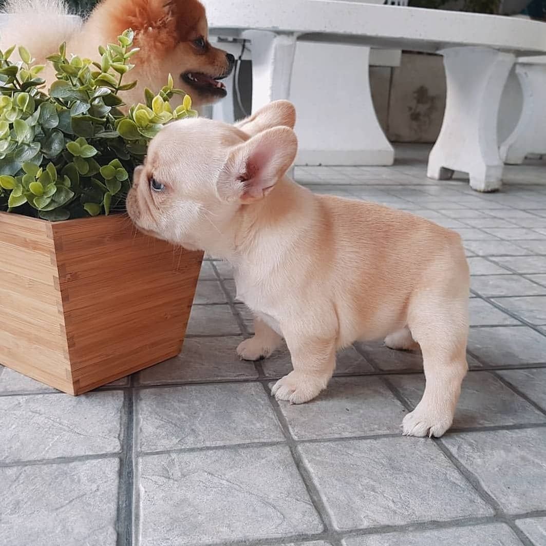 Карликовый французский бульдог