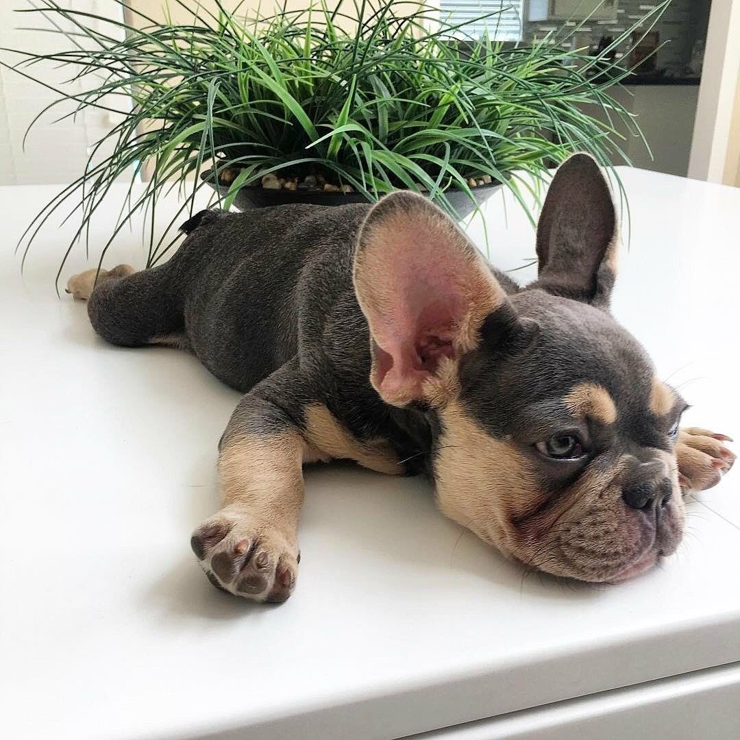 Мини бульдог французский карликовый