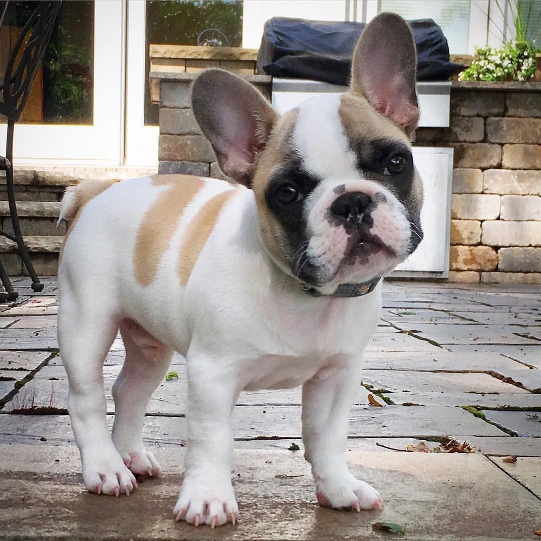 Карликовый французский бульдог