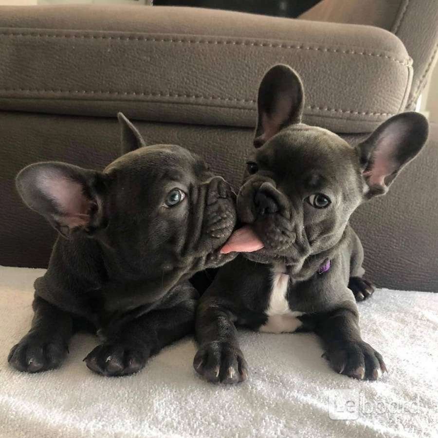 Французский бульдог Чивас