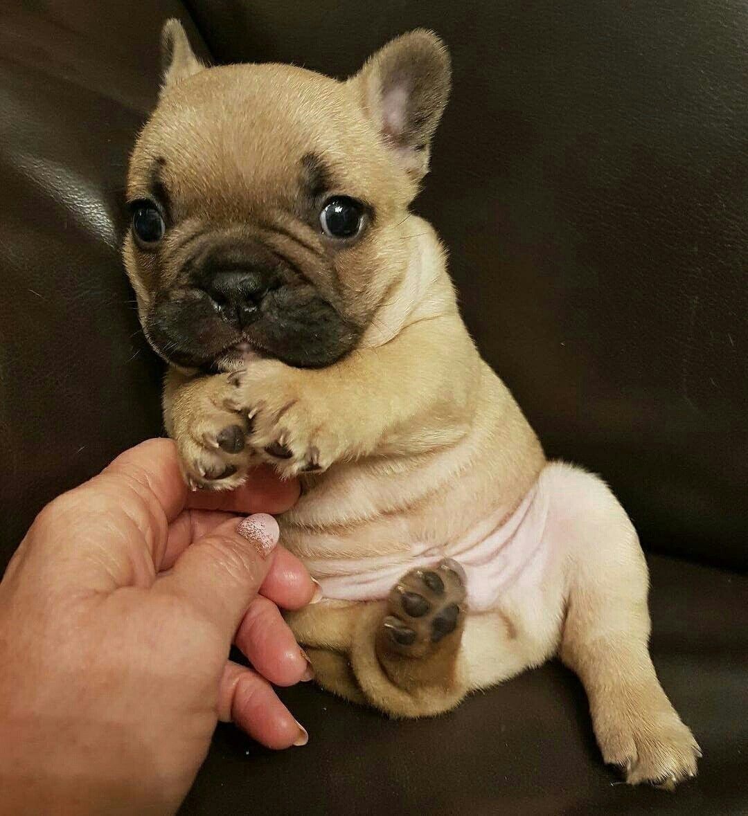 Мини бульдог французский карликовый