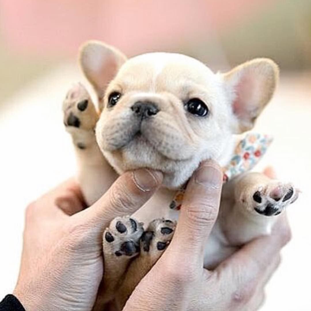 Французский бульдог маленький щеночек