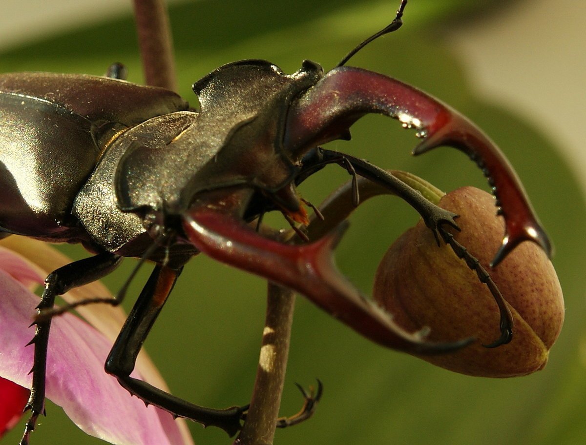 Тигровый Жук