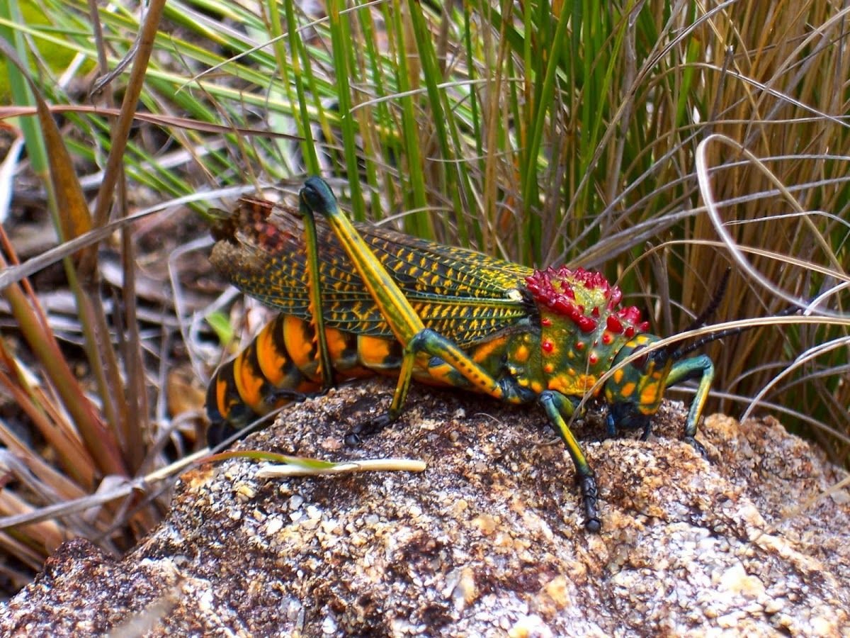 Гусеница Saturniidae Moth