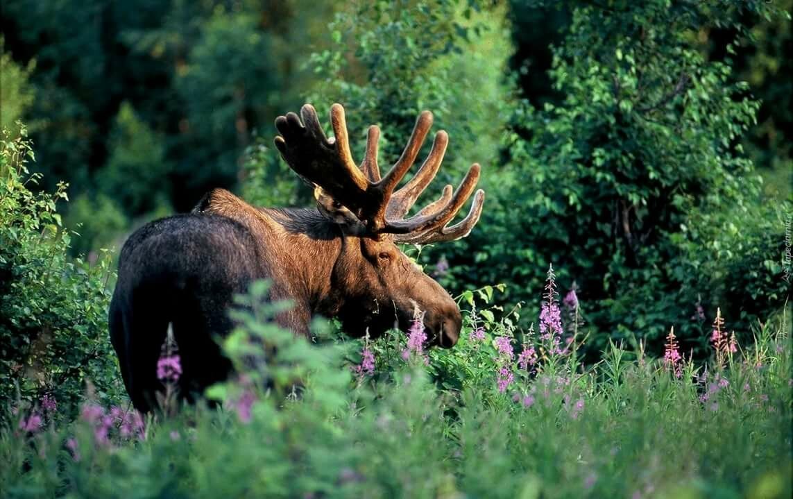 Заповедники тайги