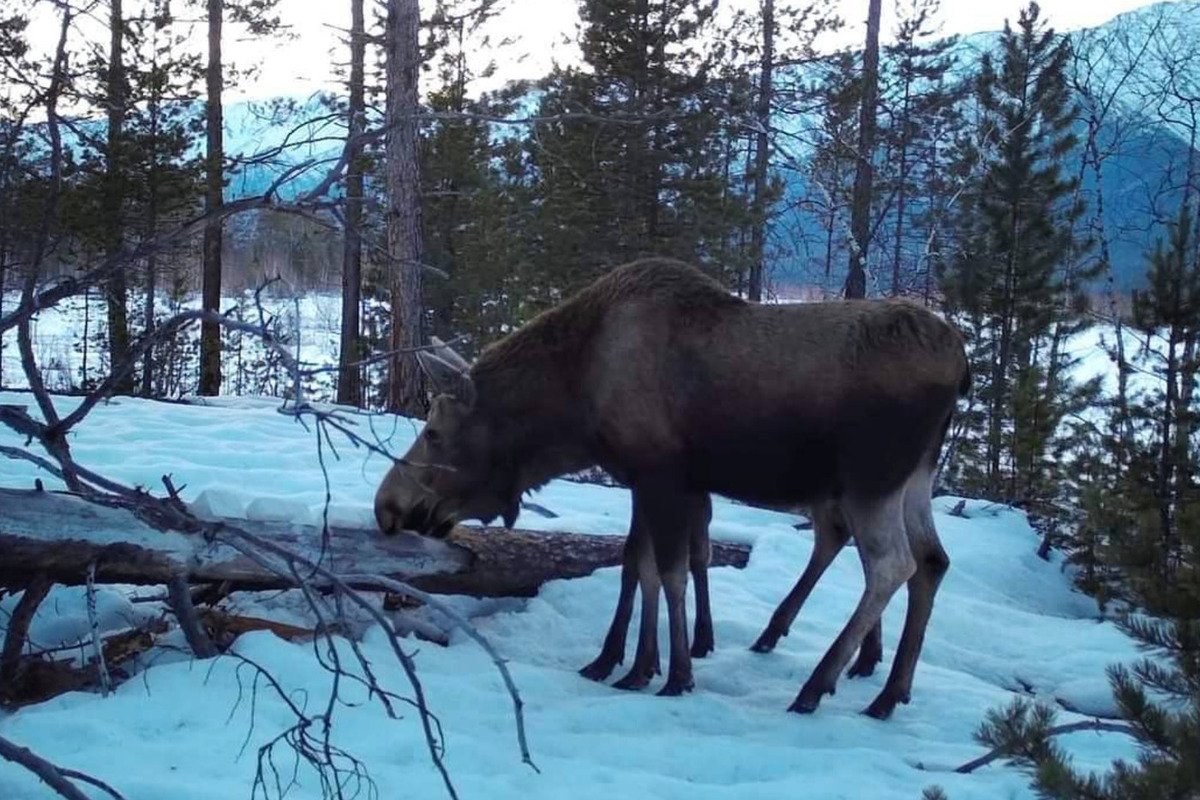 Лось в Бурятии
