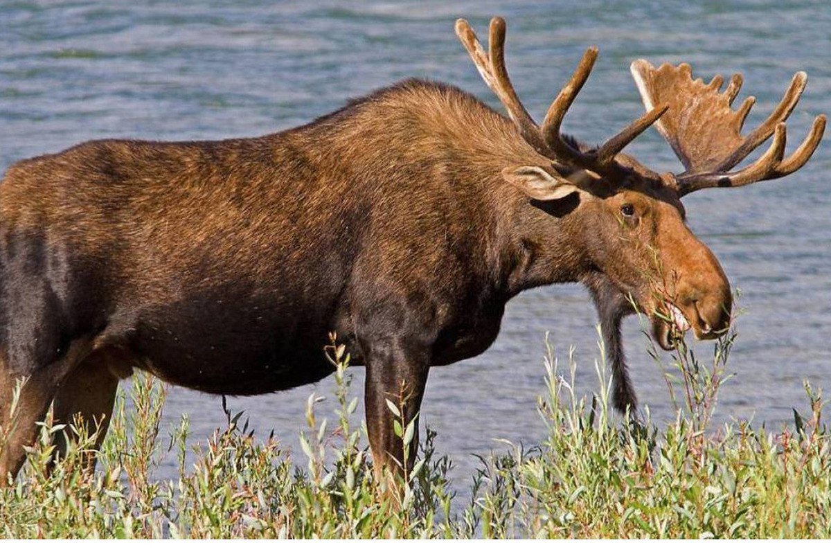 Фото лося на Аляске