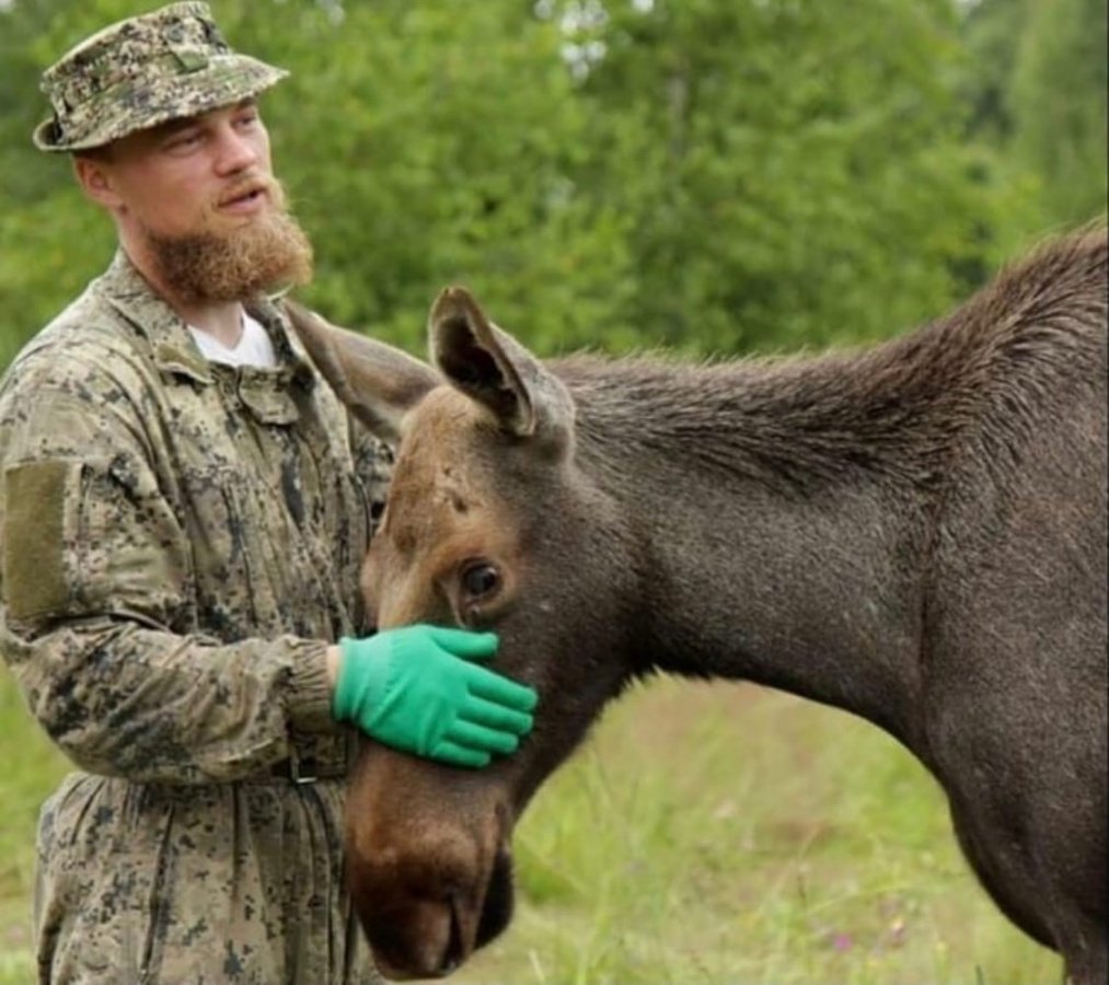 Алексей седой Лосиный заповедник
