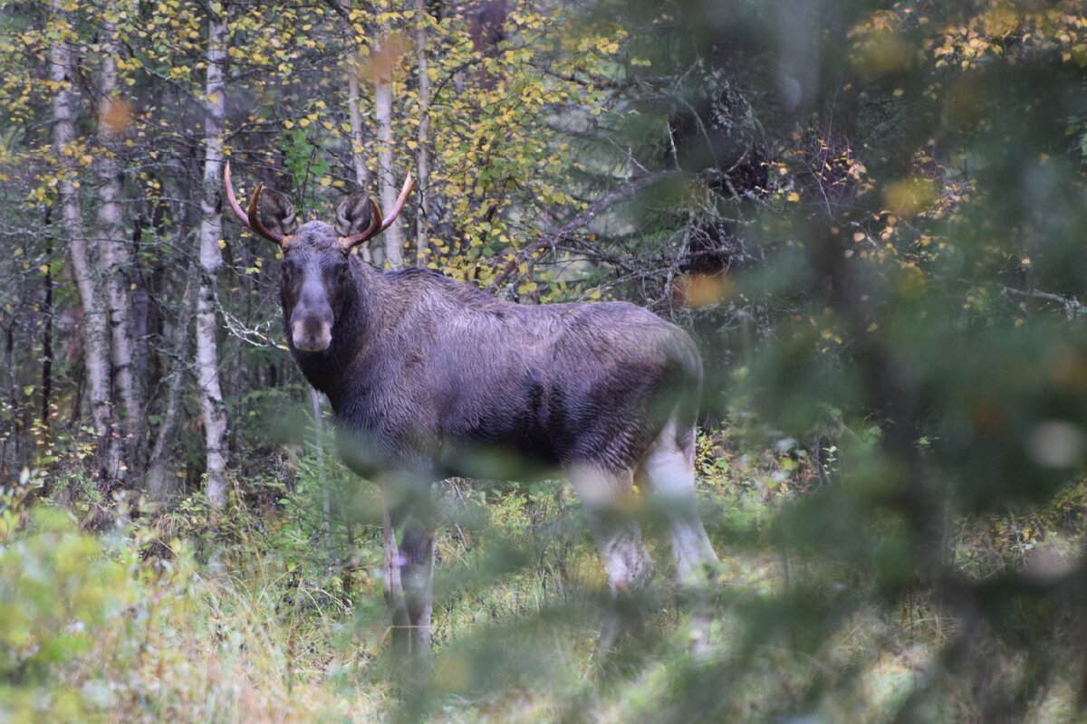Национальный Водлозерский парк лоси