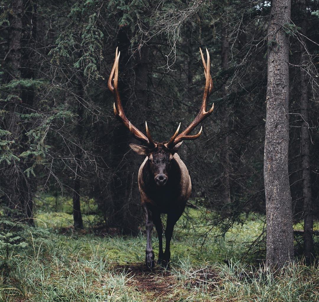 Уссурийский Лось