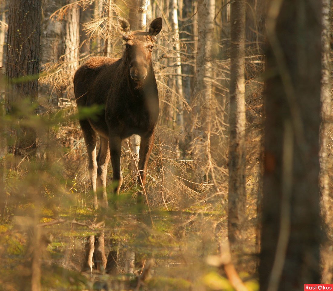 Лось в снегу