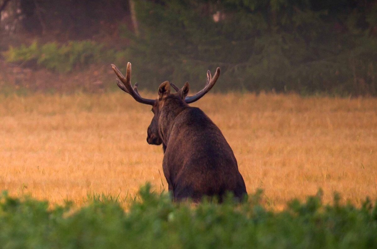 Олень в кустах