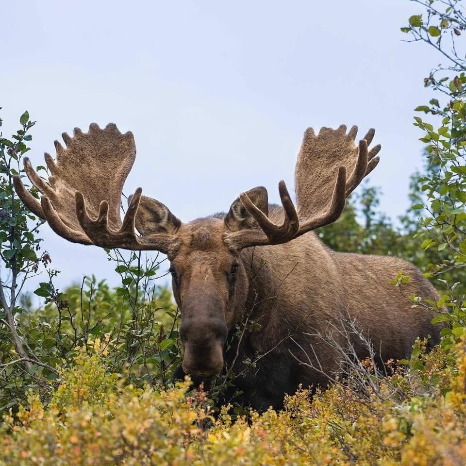 Валдайский национальный парк животные